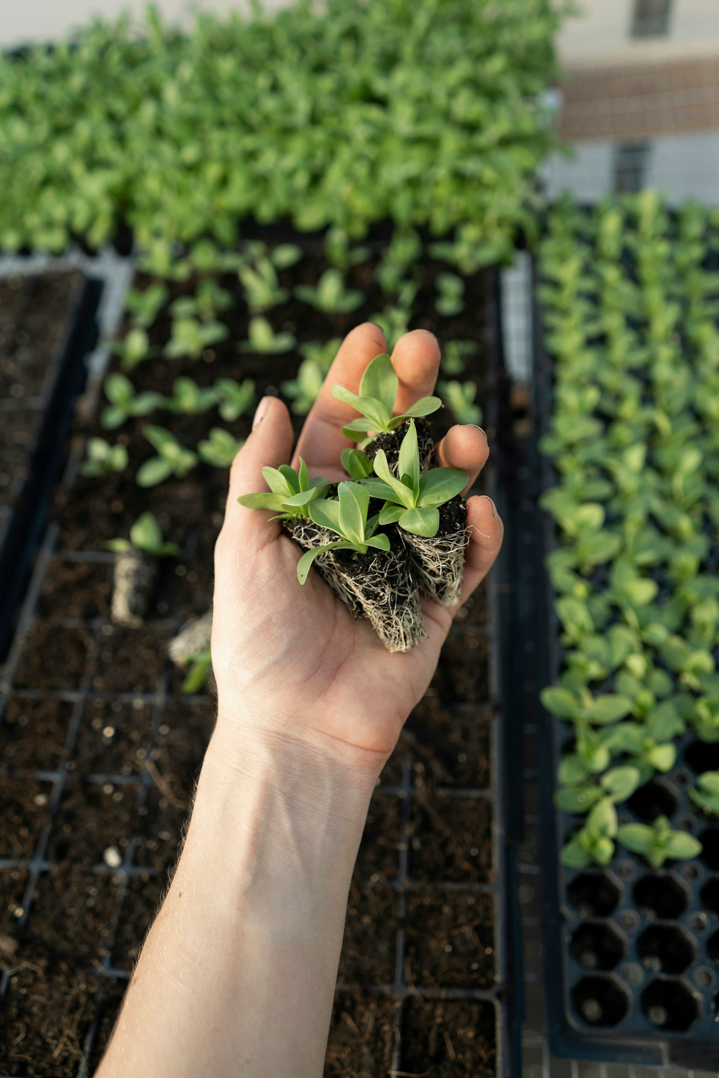 Hands holding young green seedlings