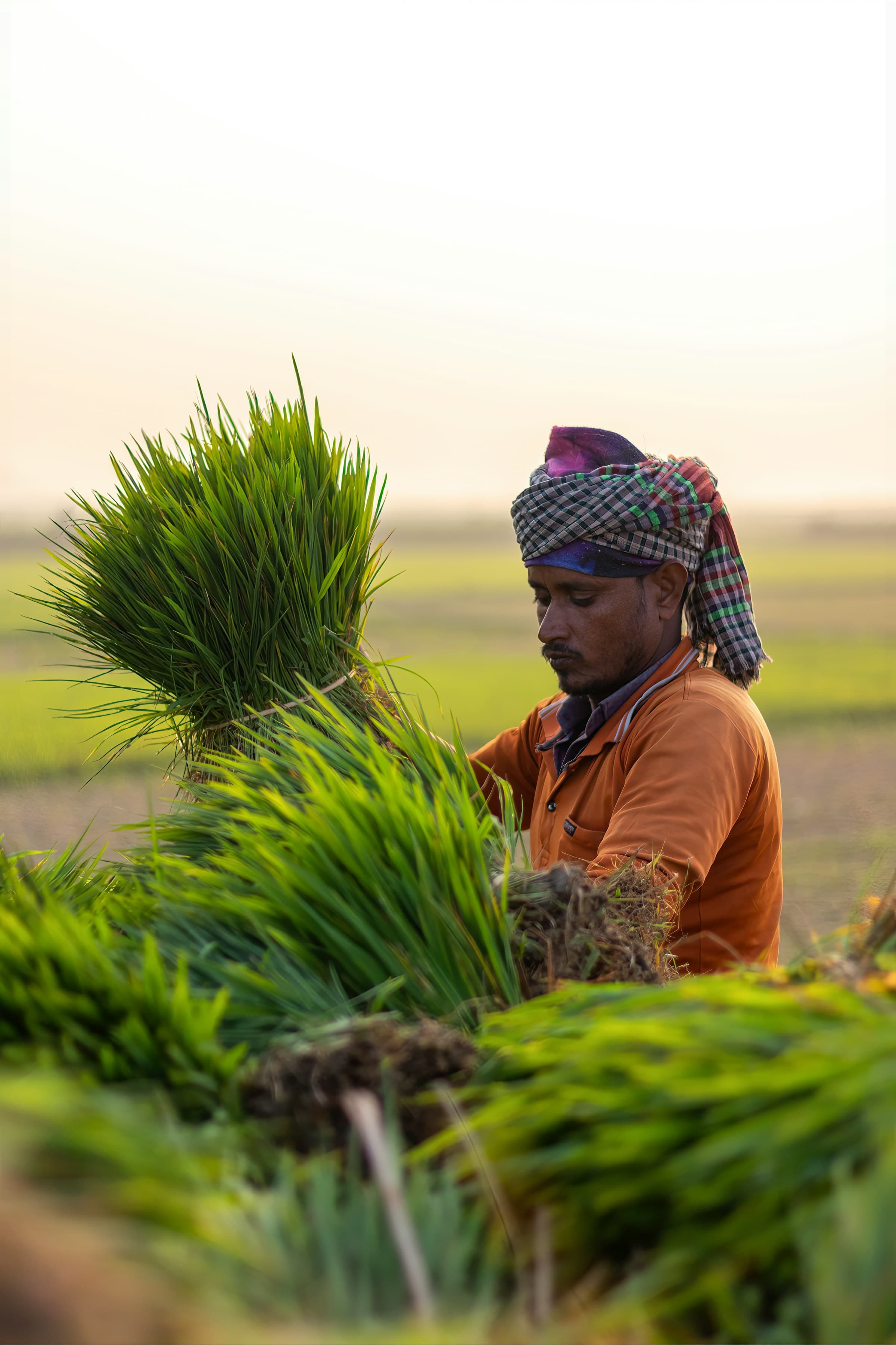 A farmer carrying a fresh bundle of greens from the field